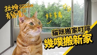 Move house with cats, some tips you need to know┃LAMUNCATS ☁