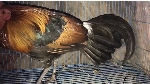 Gà Rừng Cách Thuần Gà Rừng Rặc Mới Về Của Kênh Núi Rừng Tv Tỉ Lệ Thành Công Cao Cho ae Mới Chơi