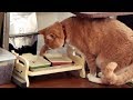 餌皿からこぼれ落ちたキャットフードを食べるのが好きな猫だいず