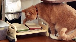 餌皿からこぼれ落ちたキャットフードを食べるのが好きな猫だいず