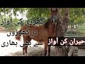 گھوڑی کی آواز گھوڑی کا غص ہ گھوڑے کی آواز بچہ مر جانے کے بعد ماں کی آواز قیامت ہے گھوڑی کی آواز گھوڑی کا غص ہ گھوڑے کی آواز بچہ مر جانے کے بعد ماں کی آواز قیامت ہے