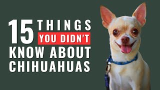 15 Facts You Didn't Know About Chihuahua Dogs