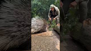 Bijna Paar Stekels In Me Kont