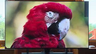 Bravia 7 Test Video 4