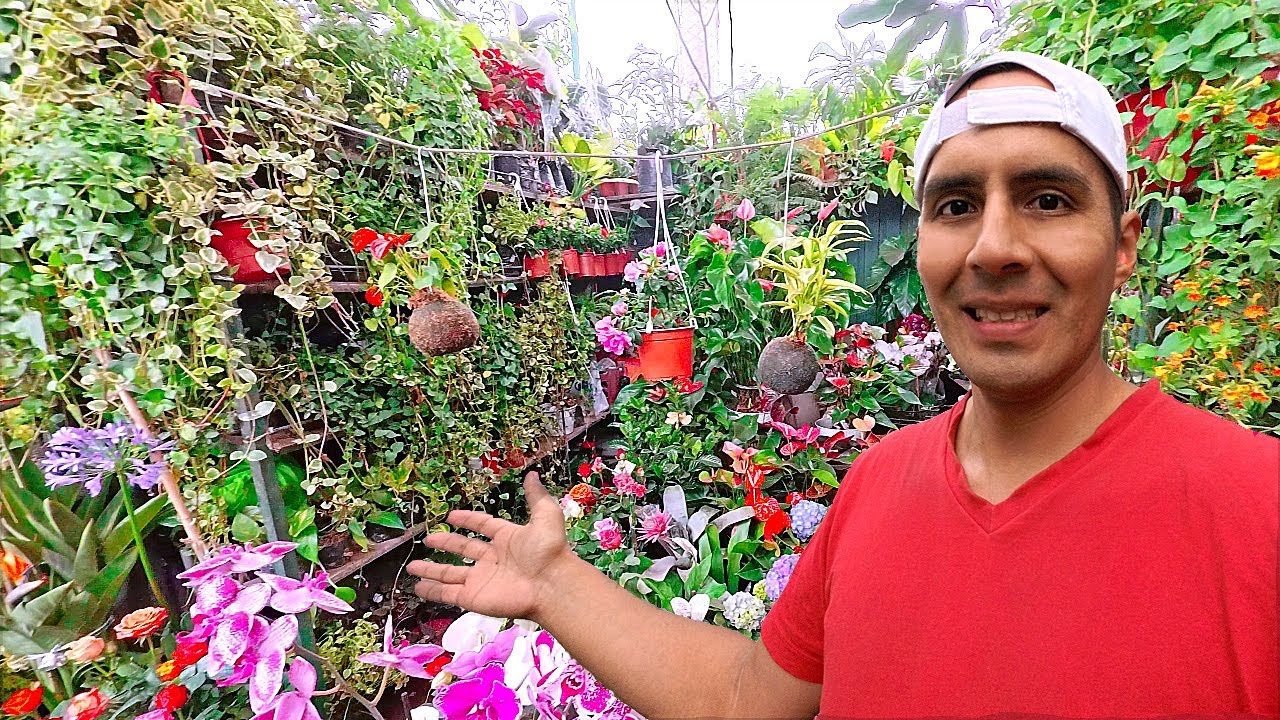 MERCADO DE FLORES ACHO PIEDRA LIZA Plantas Suculentas Cactus en Lima PERÚ Plants Tour Wildflowers