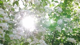 Sunlight Through Trees Stock Video