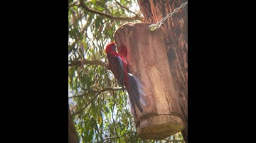 Steps to make a log hollow for birds