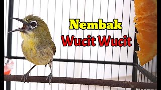 Gewang Pleci Terbaru Merakam Wucit Wucit