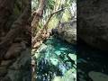 Jungle dreams  cenotes nature paradise travelvlog travelers mexico naturelovers shorts