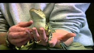 Keeper Chat, American Alligator - Sacramento Zoo
