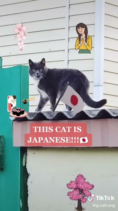Cats cats cats no Neko neko Japanese cat TikTok
