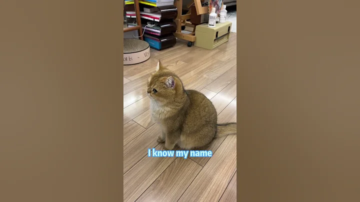 Does Your Cat Actually Know Their Name? #CatLovers#CatShorts#CatHacks