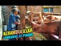 ALHAMDULILLAH ‼️DI PINANG 4 EKOR SAPI UNTUK QURBAN KE RANCAEKEK BANDUNG