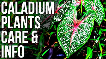 Caladium Plant Info And Care | Caladium Care Tips And Tricks!