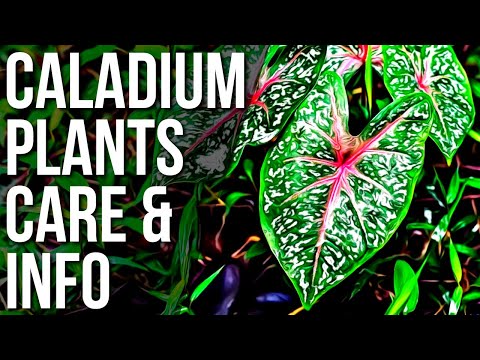 Video: Caladium Care: Plant Caladium Bolle