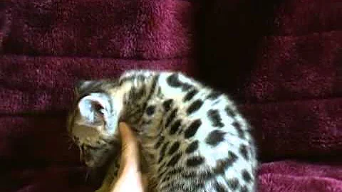 Video 5409591: f1 savannah, sweet savannah, baby savannah, rare feline, felines show