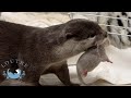 Baby Otter Moves Out 【Day1】