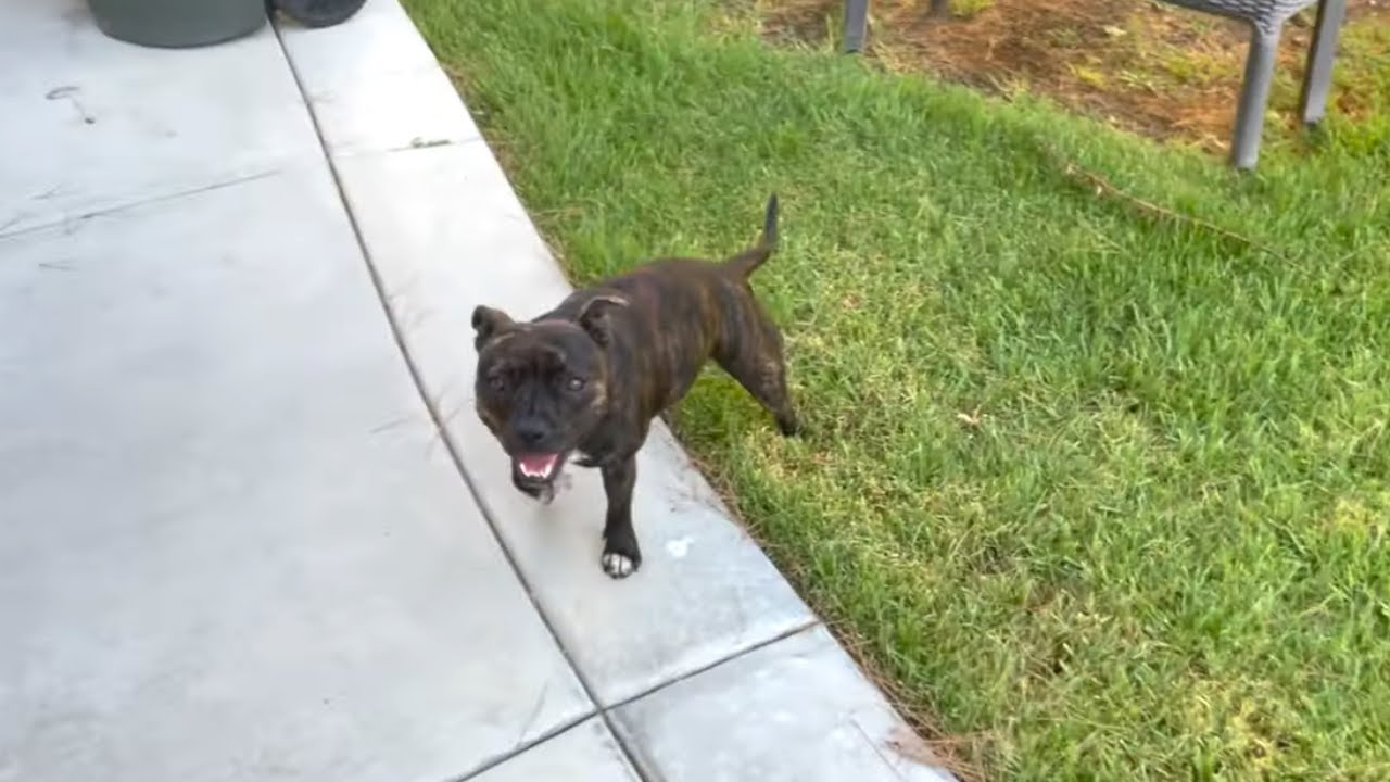 smart-dog-tells-me-which-sprinkler-to-turn-on-youtube