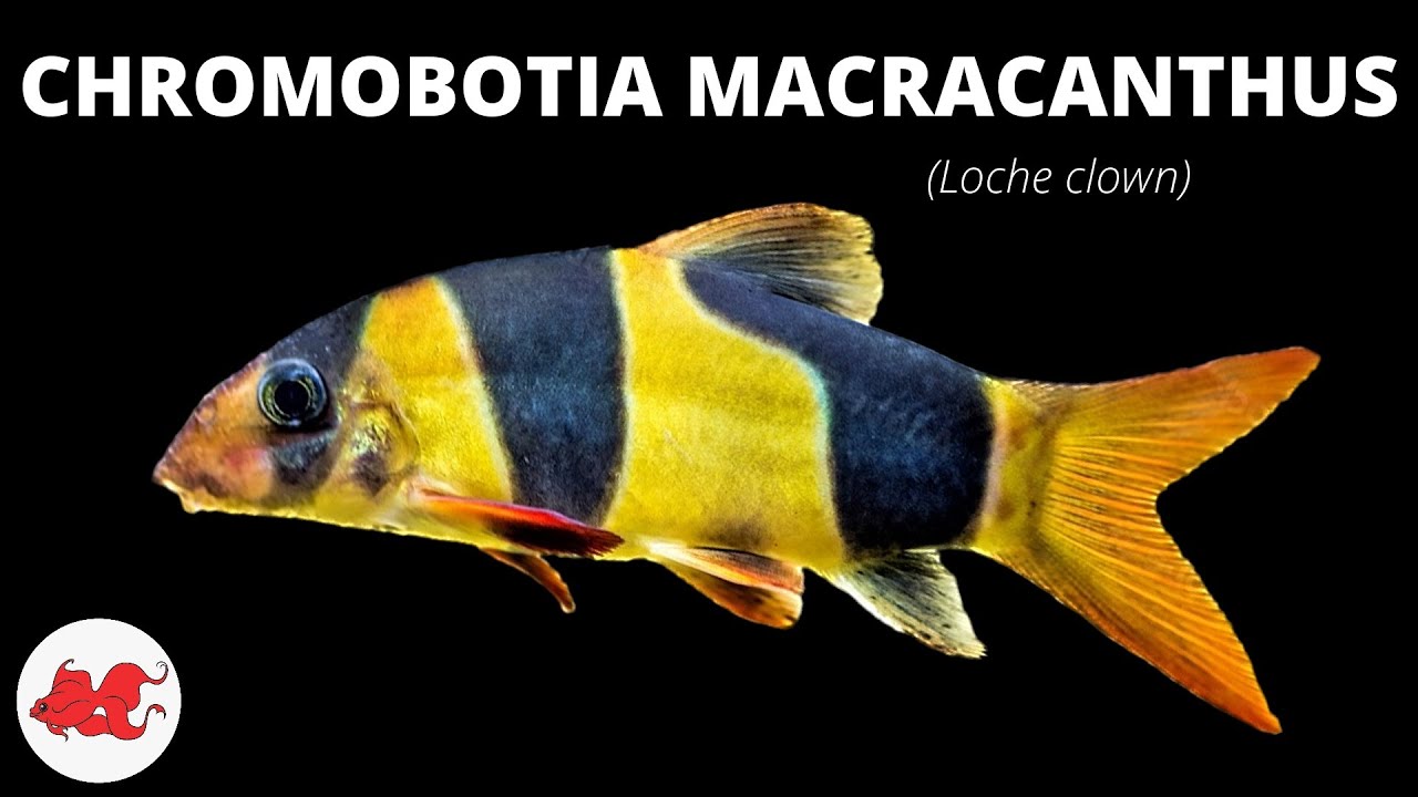 Loche clown - Chromobotia macracanthus ✔