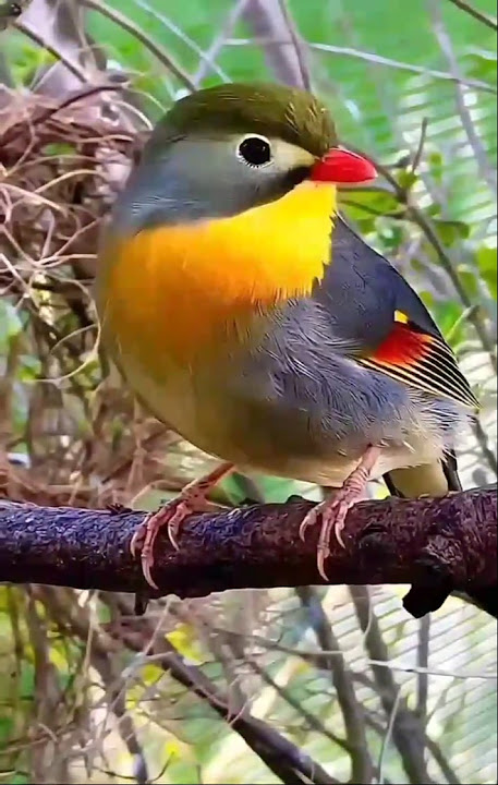 Beautiful Piano Music with Bird Sounds - Nature Relax Music