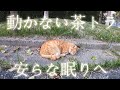 動かない茶トラがいた！大丈夫なのか⁉駆け寄ってみたら・・・