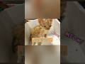 市場で子猫を救った女性 — 数年後、涙を誘う奇跡が起きた #猫馬友達 #猫馬親友 #猫馬友情 #猫馬可愛い #猫馬動画