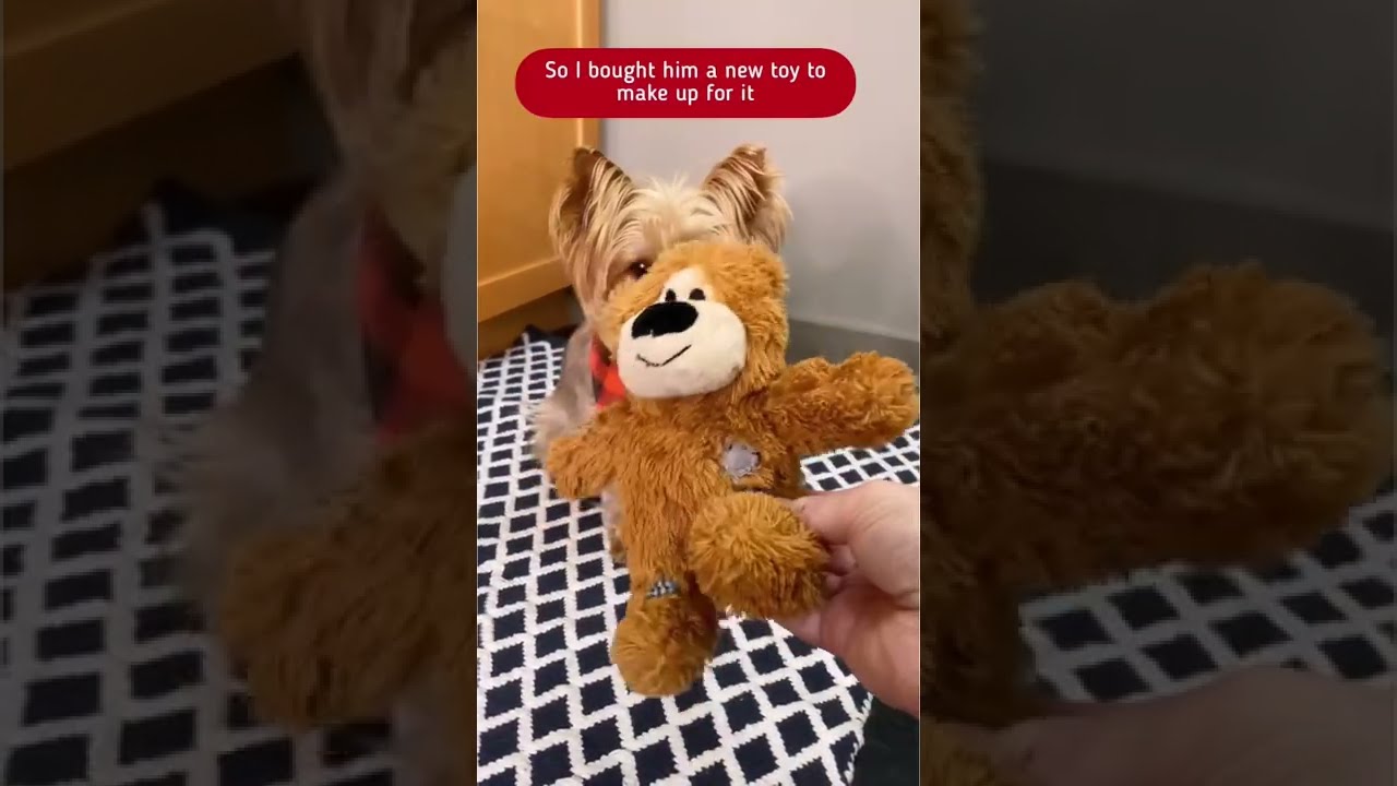 I Had To Take His Talking Buttons Away Yorkie Grumpydog