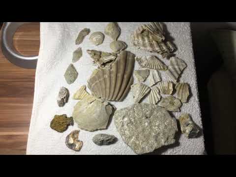 Video: Fosile De Polistrat Imposibil - Vedere Alternativă