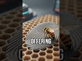 Discover the tech behind bee ID! #BeeTech #Innovation #Biometrics