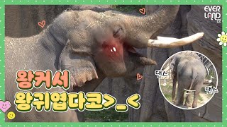 [ENG] 스케일은 어나더레벨🐘 매력은 넥스트레벨🤭 | 에버랜드 #사심폴더 Ep3. #코끼리 편 screenshot 4