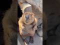 天使すぎるきよちゃん😍 Kiyo is like an angel 😍 #ビーバー #beaver #cuteanimals #かわいい動物 #癒し #animalshorts