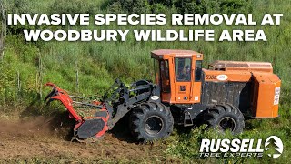 Invasive Species Removal at Woodbury Wildlife Area