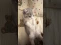 When You're Ready to Sleep But The Party Starts 😹💤 #cat #kitten #cute