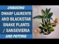 Potting and Care Tips on 2 Varieties of Dwarf Snakeplant or Sansevieria