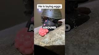 Why These Eggs Must Be Destroyed  #facts  #trending