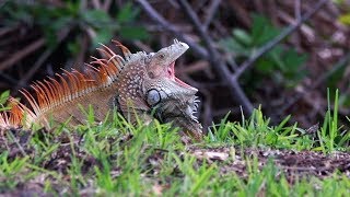 Green Iguanas Aggressive 01 Footage