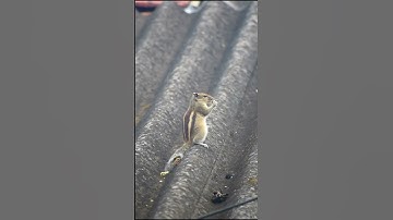 ground squirrel 🐿️ #luqhmanwildlife #groundsquirrel #love #anime #shorts