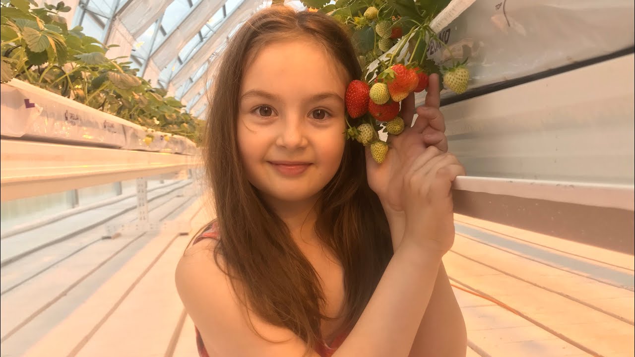 Зимняя теплица, процесс сбора урожая. - YouTube