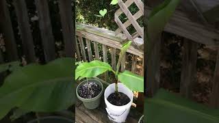 Deck garden