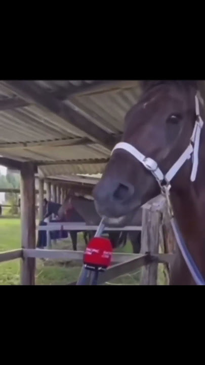 Horse giving Interviev spitting facts!