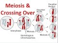 Meiosis & Crossing Over