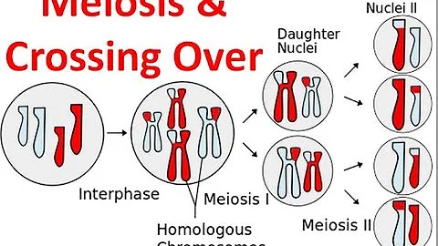 Qual a importância da permutação em que fase da meiose ela ocorre?