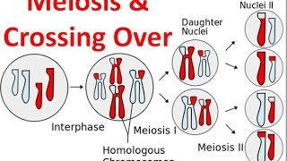 meiosis: crossing over - Students, Britannica Kids