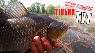 КУРПНИЙ КАРАСЬ🐟 НА БОКОВИЙ КІВОК❗  НЕЙМОВІРНІ КАДРИ ЗЙОМКИ🎥 ВІД ТРЕТЬОЇ ОСОБИ ПРЯМО З ВОДИ.