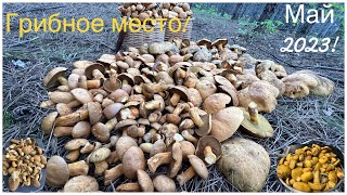 видео: Маслята и моховики!Уйма грибов на небольшом месте!удачная тихая охота!еле унесли корзины!май 2023! картинка: Маслята и моховики!Уйма грибов на небольшом месте!удачная тихая охота!еле унесли корзины!май 2023!