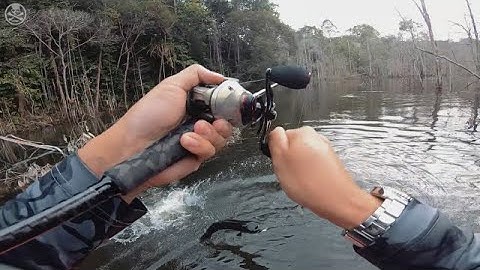 Topwater Giant Snakehead caught on the BONE Entice 110f!
