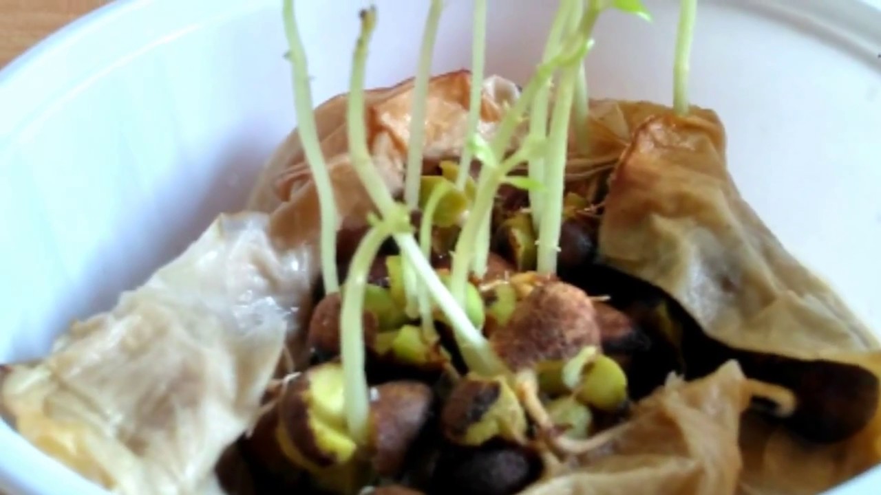 Java Plum Germination Indian Blackberry(Java plum) Seeds Germination into plant - YouTube