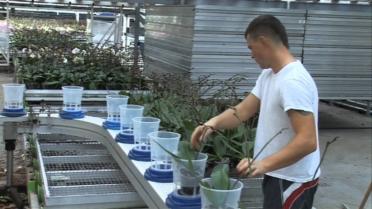 Orchidee van geboorte tot volwassenheid