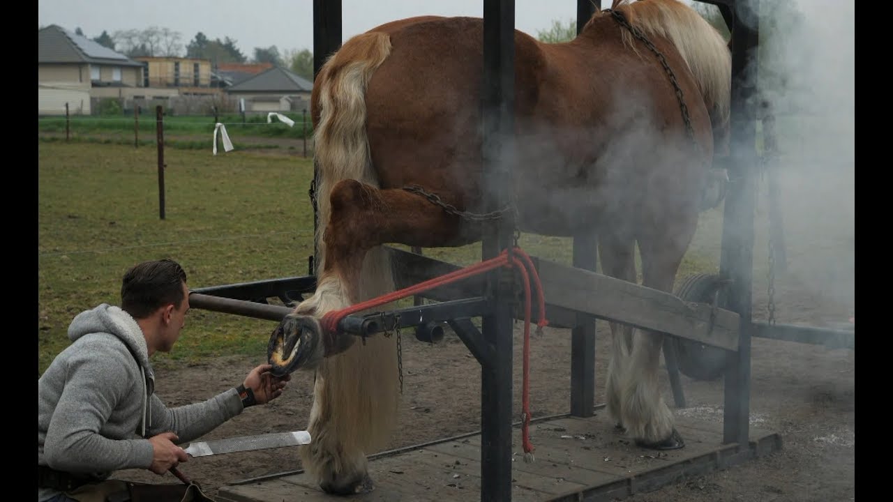 Very Satisfying - Hoof Restoration - Farrier ASMR