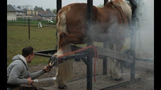 Hot shoeing a draft horse is a tough job. Watch the whole technique in detail.